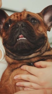 Genç bir kadın Fransız Bulldog 'u kucaklıyor ve kucaklıyor. Şefkat, bağlılık, evcil hayvan sevgisi kavramı. Samimi sahne evcil hayvan ve sahibi arasındaki özel bağlantıyı vurguluyor