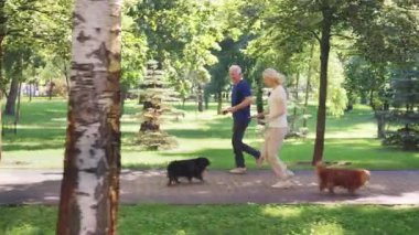 Güneşli bir sabahta kaldırımlı park yolunda birlikte koşan yaşlı adam ve kadın iki küçük köpek yeşil ağaçların arasında ters yönde koşarken,