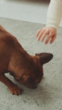Kapalı alanda top oynayan Fransız Bulldog 'la oynayan kadın. Köpek oyuncakla meşgul olurken, sahibi onu nazikçe okşar. Evcil hayvan oyun zamanı, kapalı mekan eğlencesi ve kaynaşma kavramı