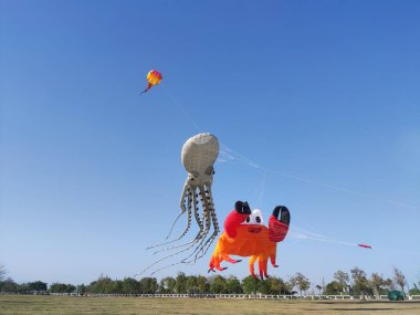 Büyük kare uçurtma, büyük yengeç, büyük ahtapot