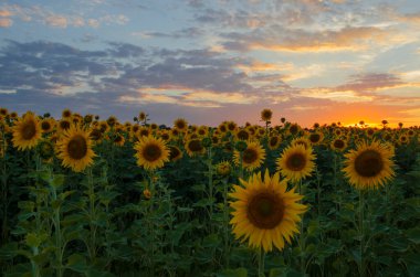 Günbatımında ayçiçeği tarlası.