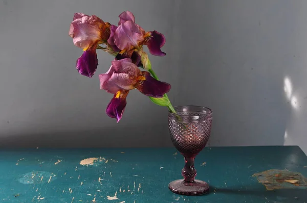 Vazoda Güzel Pembe Orkide Beyaz Arka Planda Çiçekler — Stok fotoğraf