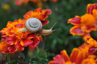 Çiçekli ve bitkili salyangoz