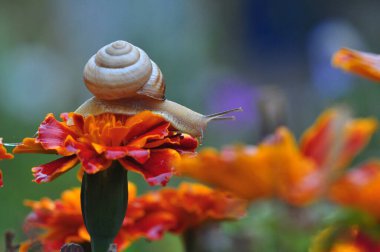 Güzel çiçekler, çiçek konsepti 