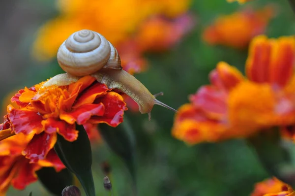 stock image close up view of cute snail on the green leaf