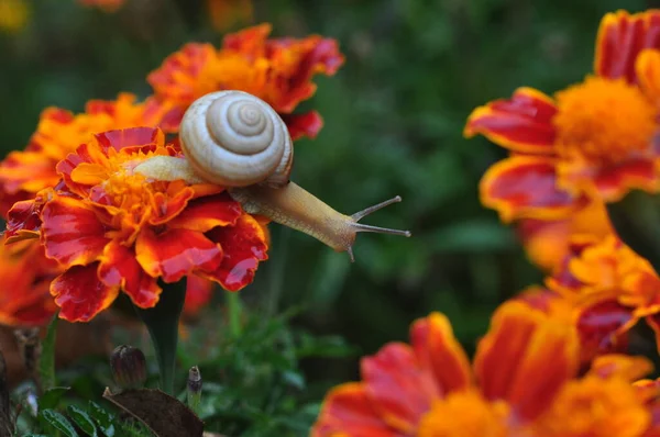 Güzel botanik bahçesi. yaz