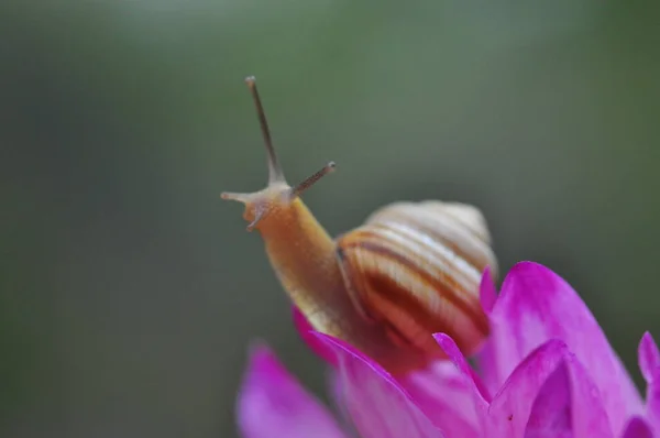 Равлик Квітці — стокове фото