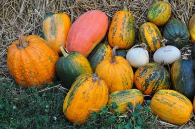 kabaklar, kabaklar, balkabağı, saman, sonbahar, hasat,