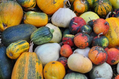 balkabağı, balkabağı, kabak, pazarda hasat