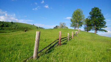 Çiçeklerle, dağlarla, ineklerle, güneşle kaplı dağ manzarası