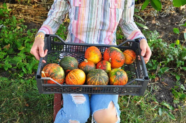 Arka planda bir sürü sarı ve turuncu kabak var.