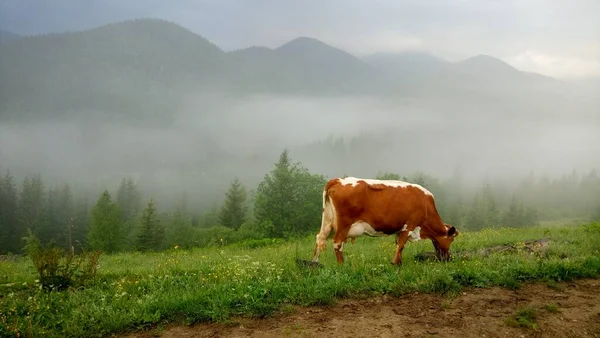 山の風景と花山牛太陽 — ストック写真