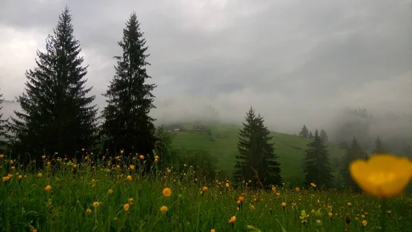 Berglandschaft Mit Blumen Bergen Kühen Sonne — Stockfoto