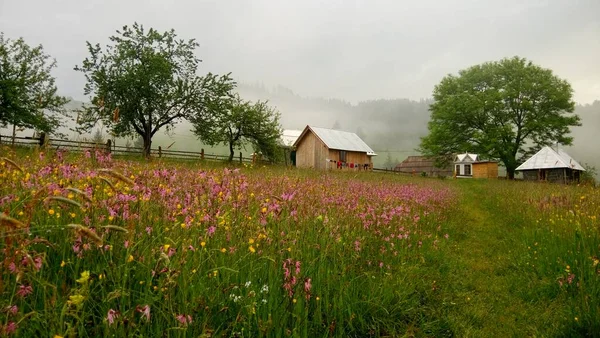 Çiçeklerle Dağlarla Ineklerle Güneşle Kaplı Dağ Manzarası — Stok fotoğraf