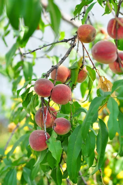 Pommes Rouges Mûres Sur Une Branche Arbre — Photo