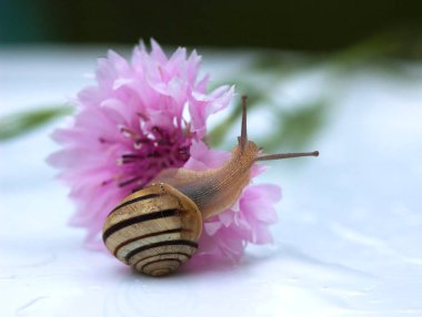 Çiçekteki salyangozu kapat. 