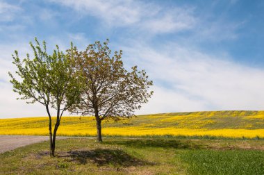 bahar manzarası. Sarı tecavüz ağaçları olan güzel bir tarla..