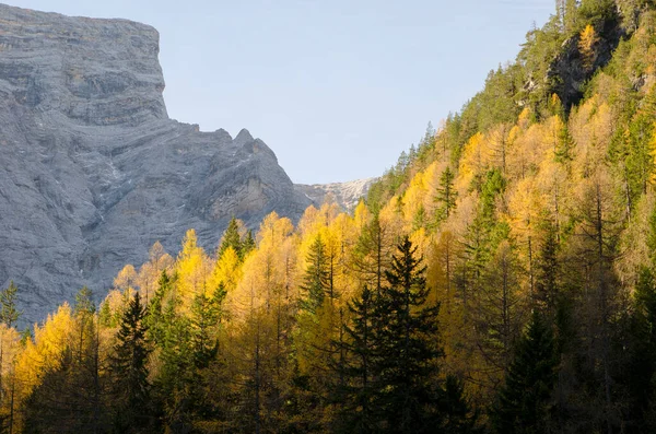 Podzimní Krajina Stromy Horami — Stock fotografie