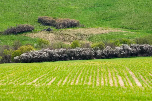 Iarbă Verde Câmp — Fotografie, imagine de stoc
