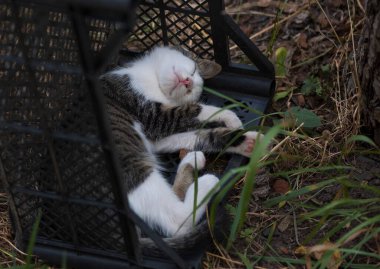 Kedi yerde yatıyor.