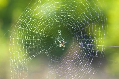 Ormandaki örümcek ağı