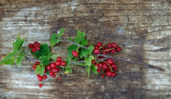 Red Currant Berries Wooden Background — Stock Photo, Image