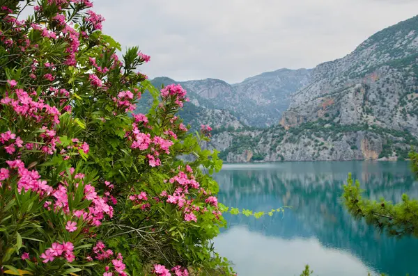 Cenevre Gölü, İsviçre, Avrupa manzarası