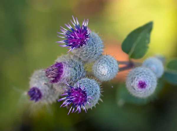 stock image purple thistle flower close up