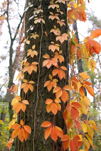 Φθινοπωρινά Φύλλα Στο Δάσος — Φωτογραφία Αρχείου