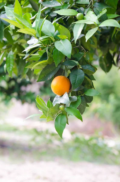Oranger Aux Feuilles Vertes — Photo