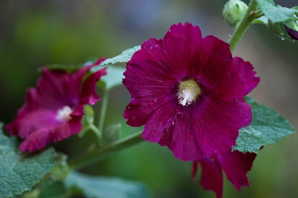 Piękny Fioletowy Kwiat Hibiskusa Ciemnym Tle — Zdjęcie stockowe