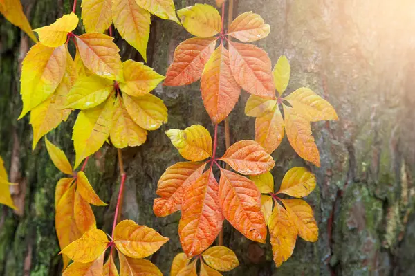 Jesienny Klon Liście Jasne Kolorowe Tło Piękne Czerwone Jagody Drzewa — Zdjęcie stockowe