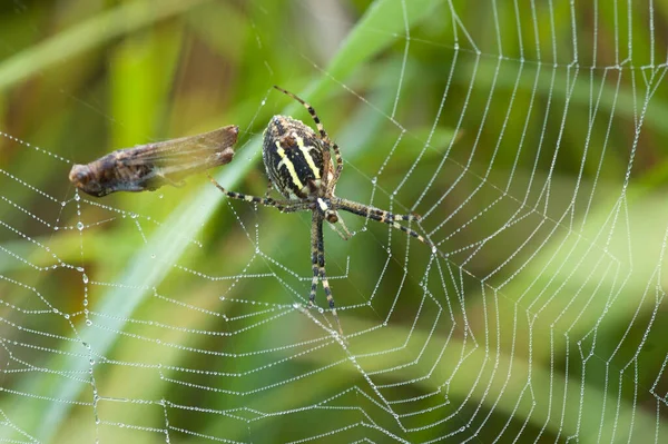Spinnennetz Der Natur — Stockfoto