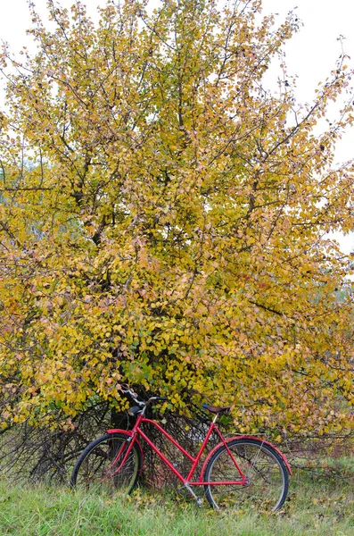 Jesienny Krajobraz Żółtymi Liśćmi — Zdjęcie stockowe