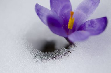 Kışın Çiğdem çiçek 