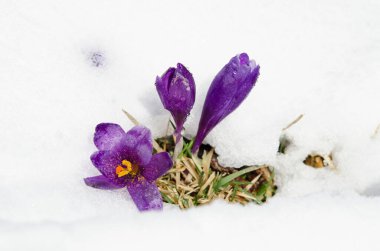 bahar çiçekleri karda
