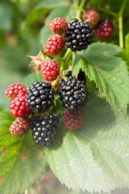 Bahçedeki bir dalda böğürtlen. 