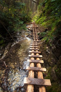 bir ormandaki bir nehir üzerinde ahşap köprü 
