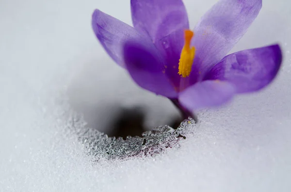 Квітка Кроку Взимку — стокове фото