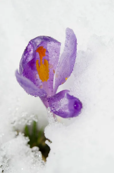 Las Cruces Florecen Nieve — Foto de Stock