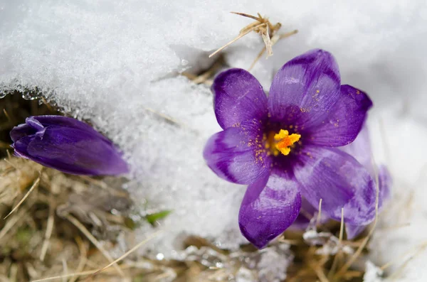 Hermosa Flor Cocodrilo Púrpura Nieve Primeras Flores Primavera — Foto de Stock
