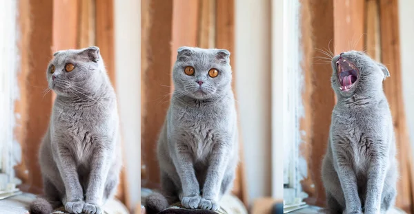 Gato Britânico Bonito Shorthair — Fotografia de Stock