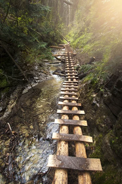 Plano Vertical Puente Madera Sobre Bosque — Foto de Stock