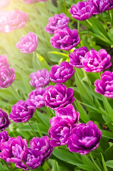 Schöne Lila Tulpen Auf Einem Blumenbeet Einem Garten — Stockfoto