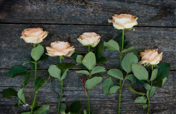 Bellissime Rose Sfondo Legno — Foto Stock
