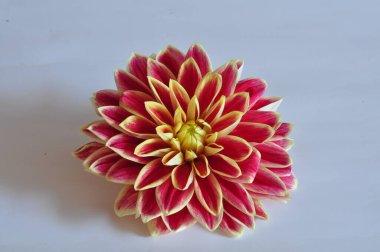 Beyaz arkaplanda kırmızı yıldız çiçeği 