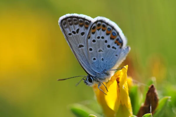 Όμορφη Πεταλούδα Μπλε Φόντο — Φωτογραφία Αρχείου