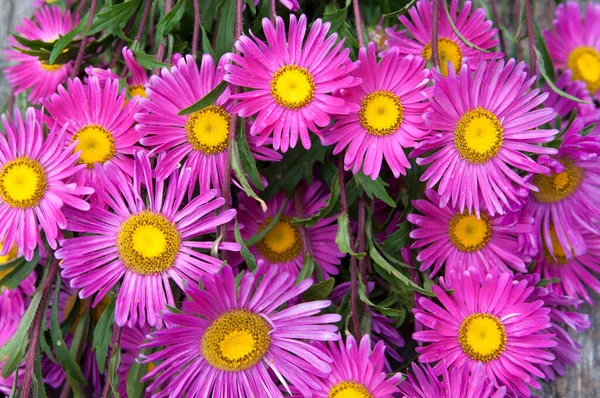 Beautiful Purple Daisies Grass — Stock Photo, Image