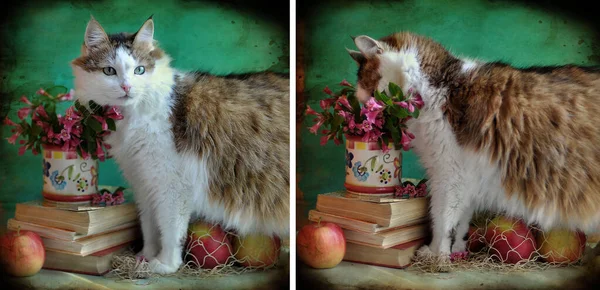 Kočka Krásnýma Očima Před Knihou — Stock fotografie