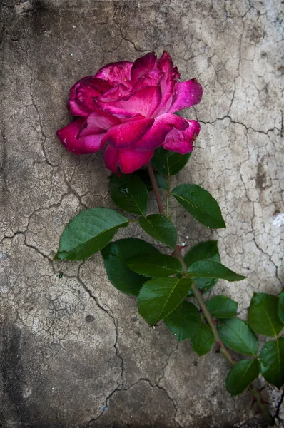 混凝土背景上美丽的粉红玫瑰 — 图库照片